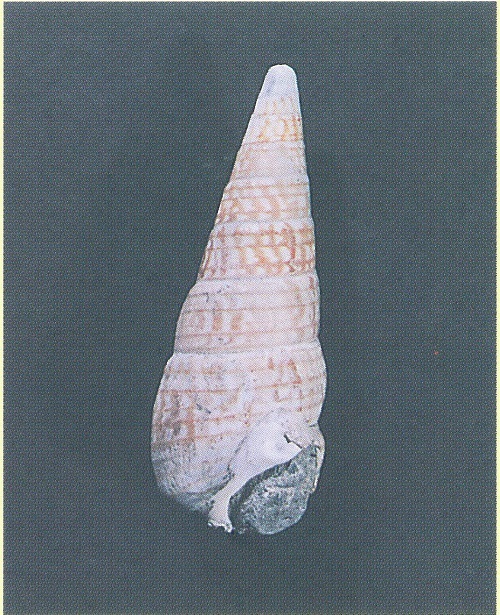 高知県安田町唐浜の鮮新世貝化石（025号CultureClub） - 徳島県立博物館