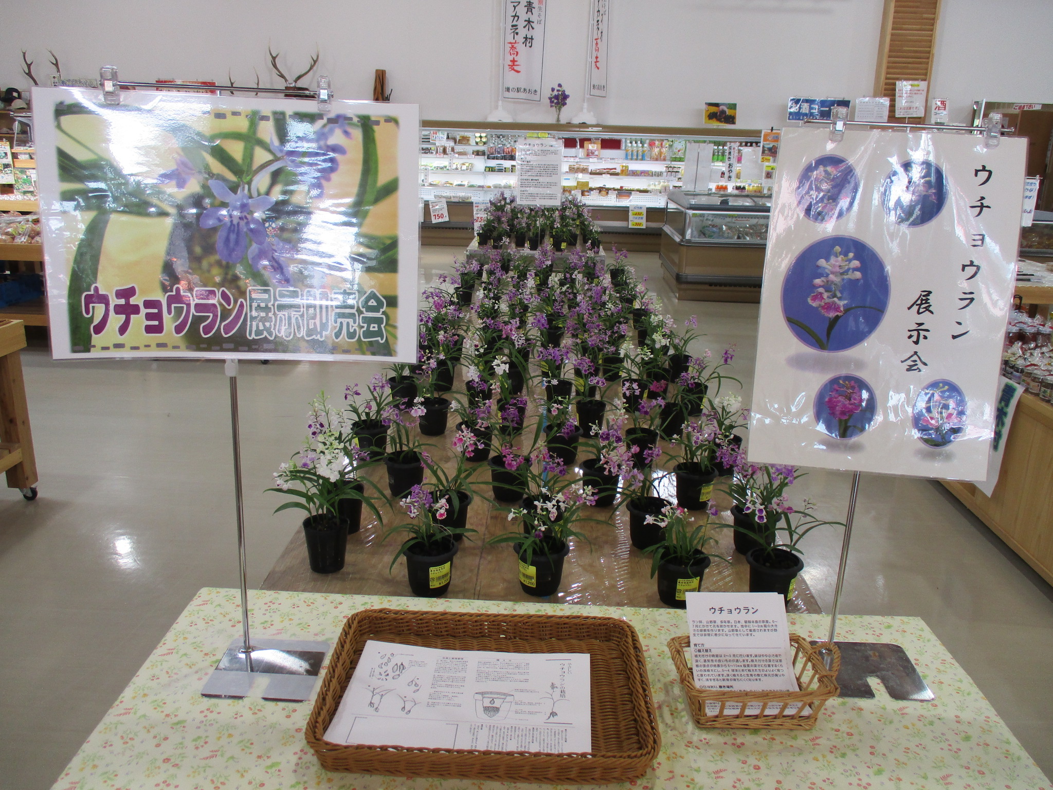 友久様ご確認苗楼蘭(ろうらん)と出雲紫 GKZ植物事典・ロウラン（楼蘭）