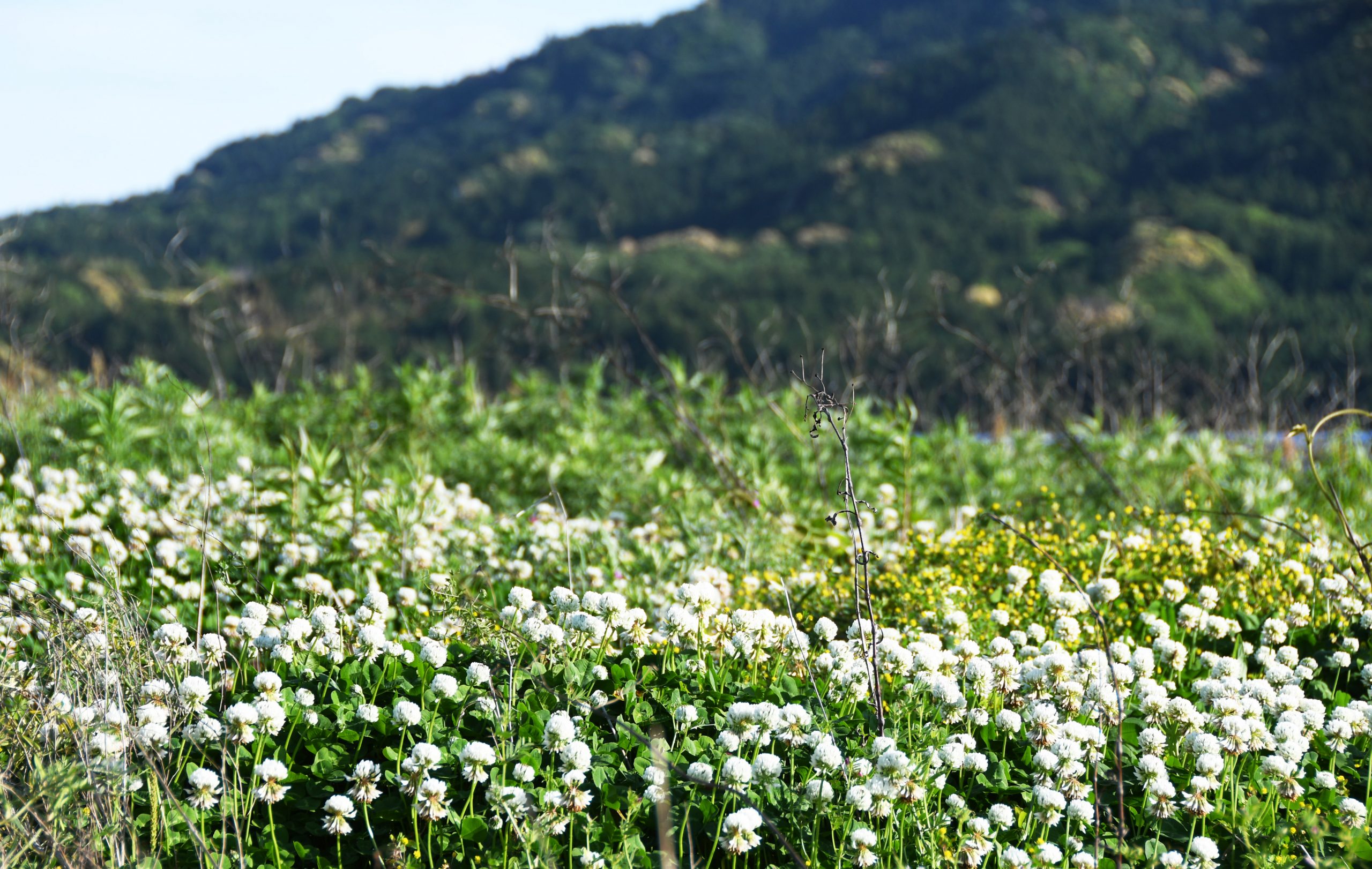 白つめくさ – 一般社団法人三重県病院協会