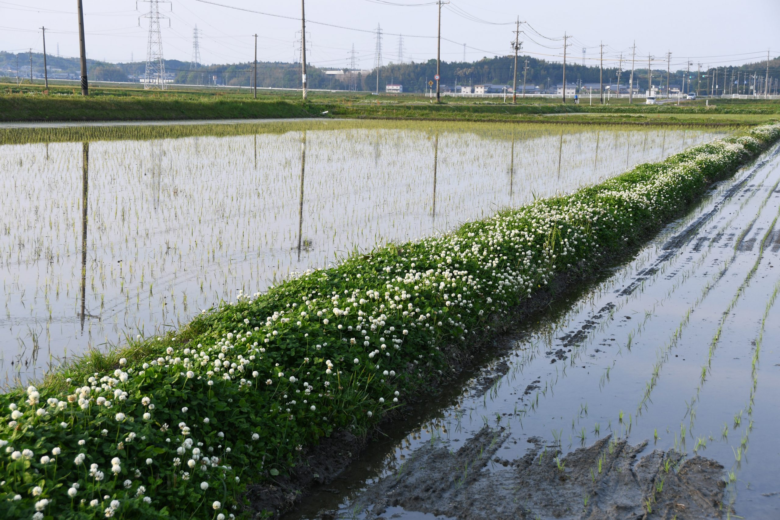 白つめくさ – 一般社団法人三重県病院協会