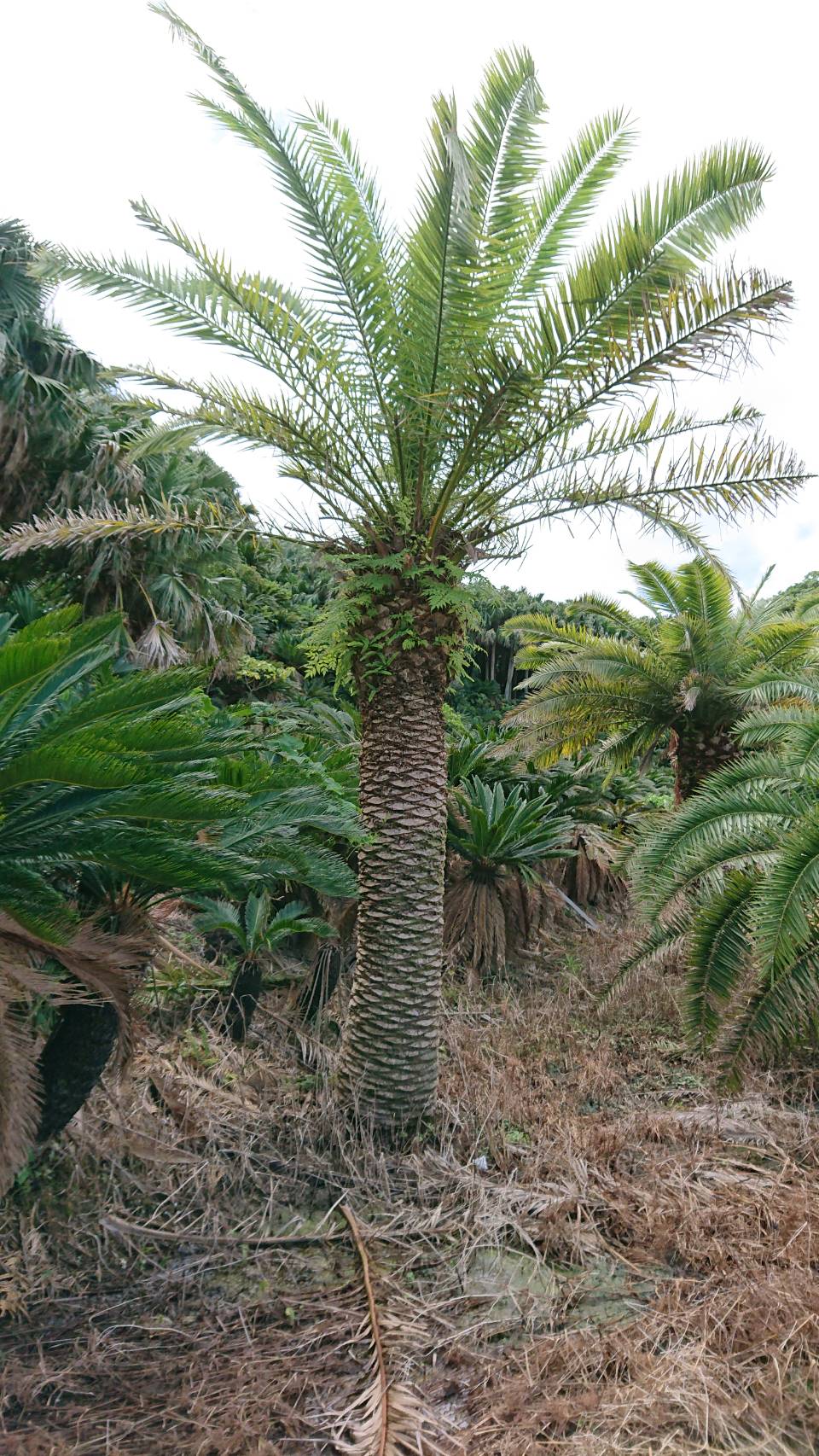 カナリーヤシ | みずほ造園-公式サイト-OFFICIAL – ヤシ類・南陽植物