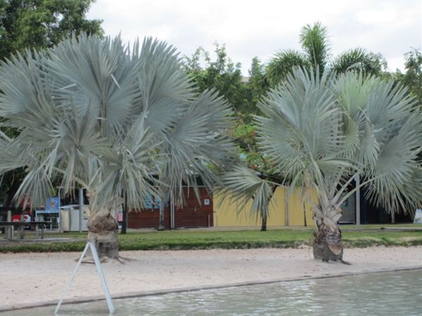 ビスマルキアヤシ | みずほ造園-公式サイト-OFFICIAL – ヤシ類・南陽