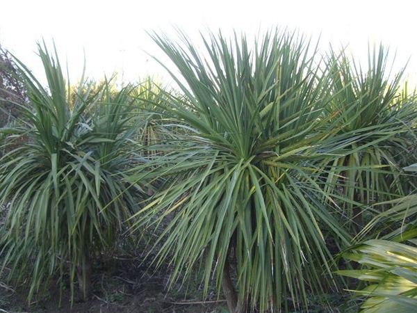 コルディリネ．オーストラリス(ドラセナ,ニオイシュロラン） | みずほ