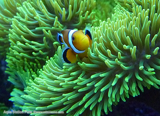 クマノミの基礎知識｜クマノミにまつわるエトセトラ｜｜﻿熱帯魚のこと