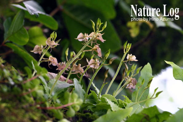 植物記490【フガクスズムシソウ】