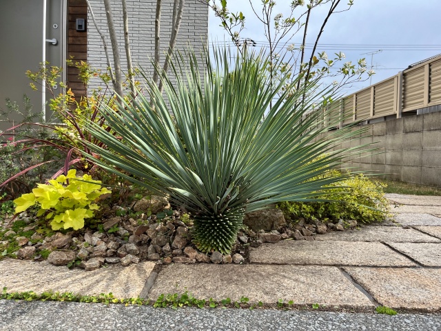 ドライガーデンのシンボルツリーにおすすめ！ユッカの魅力を徹底解析