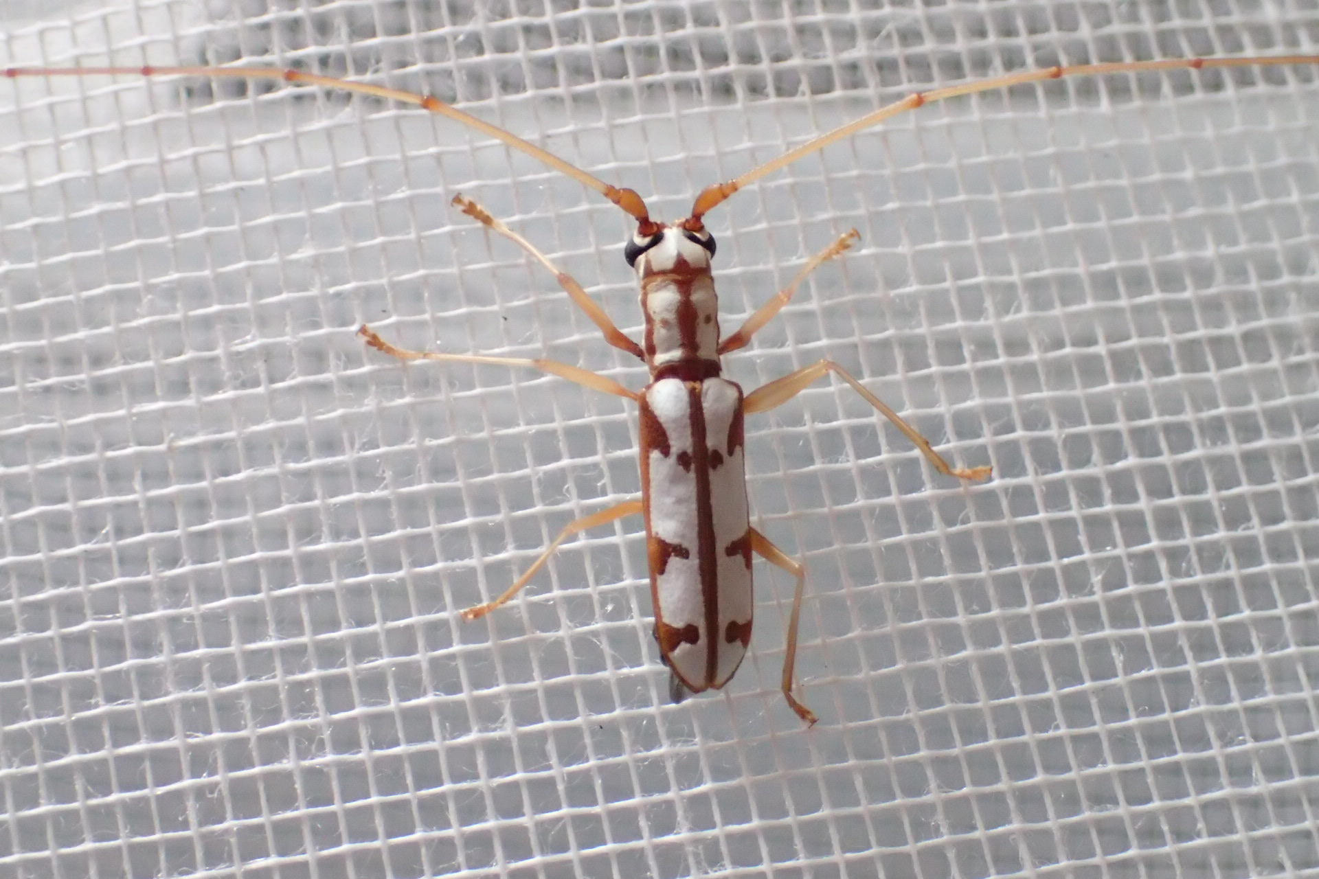 カミキリ のアーカイブ