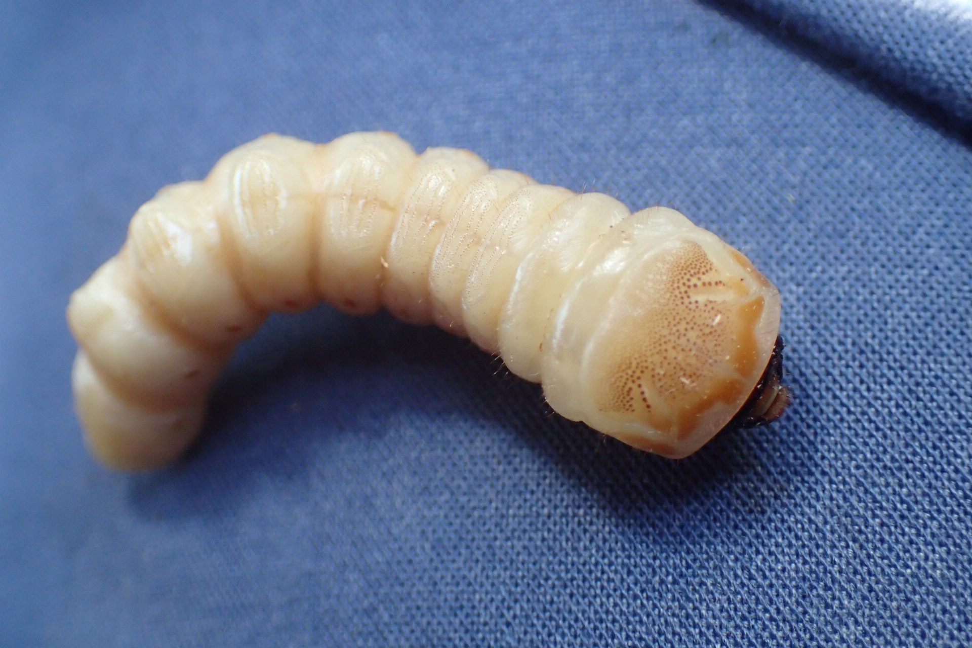 カミキリ のアーカイブ