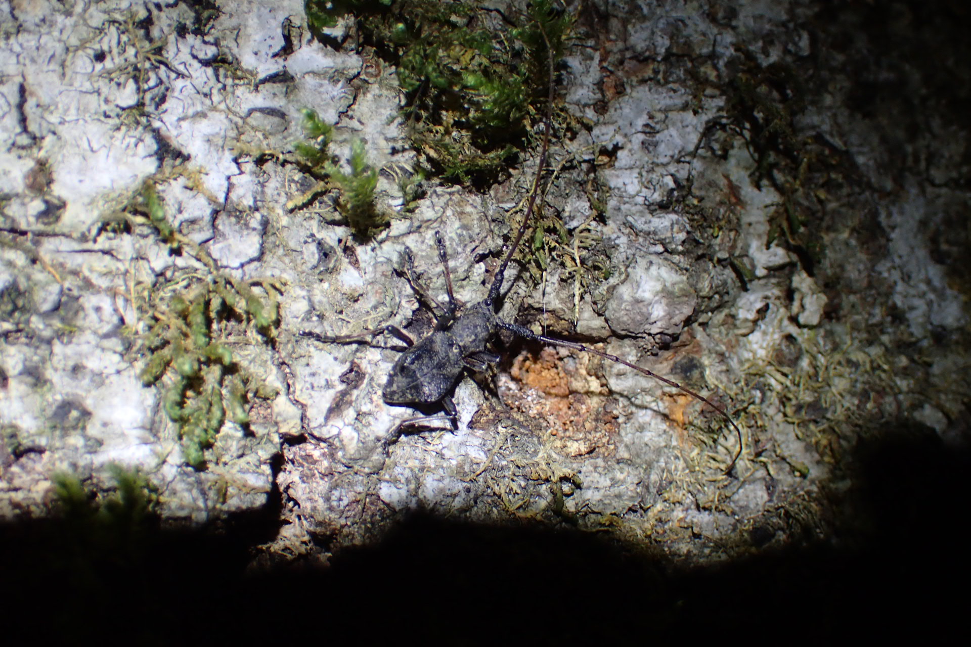 カミキリ のアーカイブ