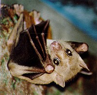 王子動物園/エジプトルーセットオオコウモリ