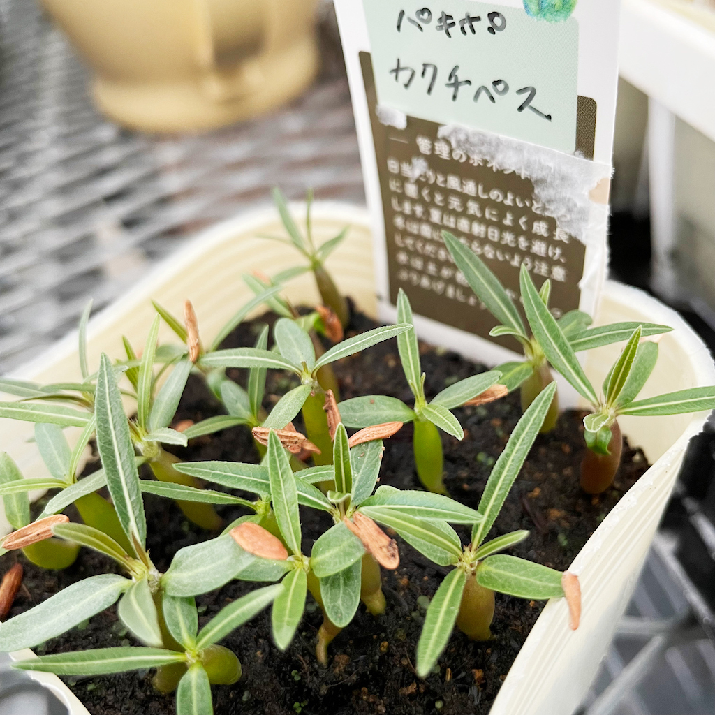 パキポとアガベの種まき】 | アトリエnana 多肉植物専門店 ｜ 静岡県富士市