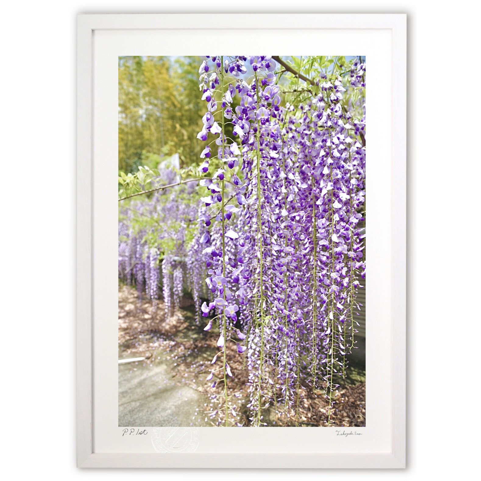 名もなき藤の花 – 絵画や壁飾り販売｜風景投稿販売あゆわら(R)