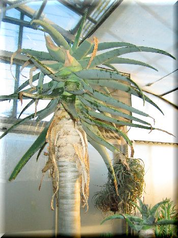 アロエ ピランシー/五叉錦/鶺鴒錦(Aloe pillansii) 多肉植物データベース