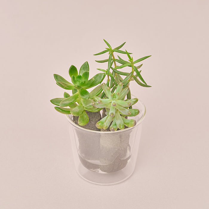 Taniku Set Moe（多肉植物のセット）｜土を使わない観葉植物 – &Green