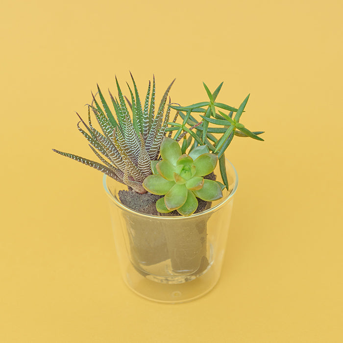 Taniku Set Zebra（多肉植物のセット）｜土を使わない観葉植物 – &Green