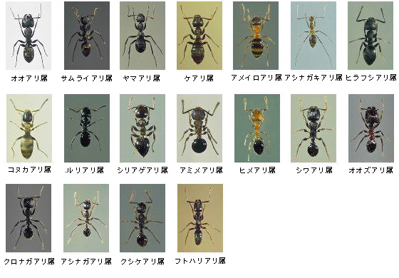 日本産アリ類画像データベース