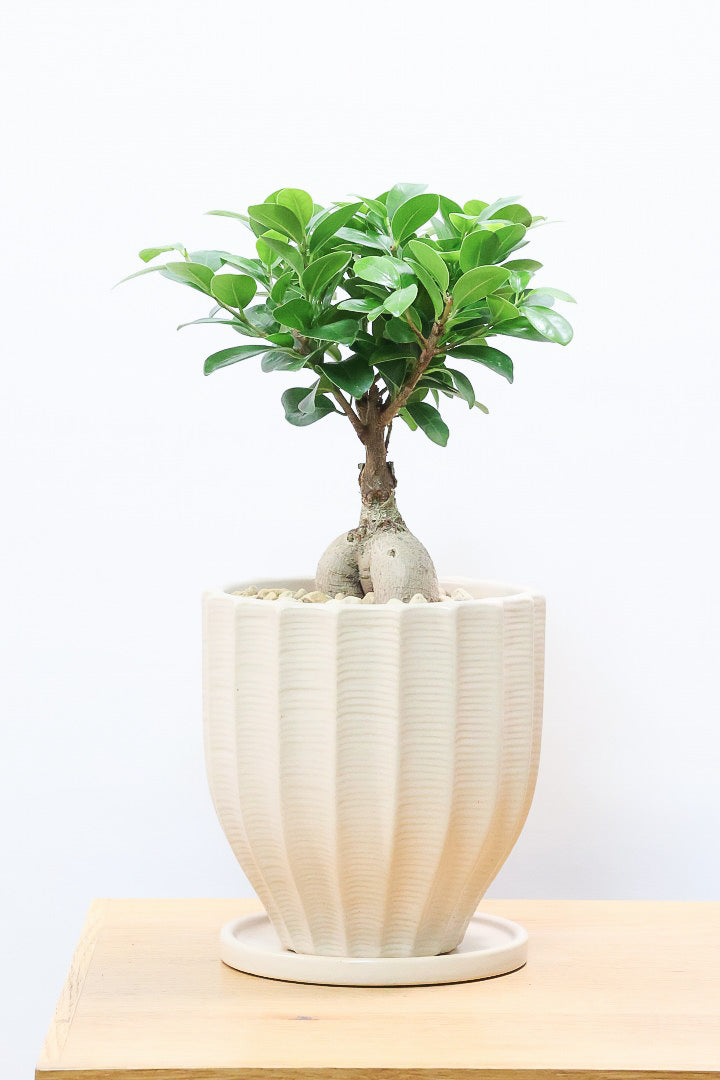 ガジュマルBE61001A| 観葉植物の通信販売 | APEGO(アペーゴ)