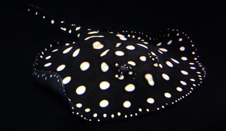 ダイヤモンドポルカ♂ |販売|専門店|クリエイト