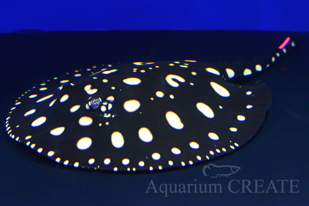 ダイヤモンドポルカ ｜淡水エイ｜AquariumCREATE