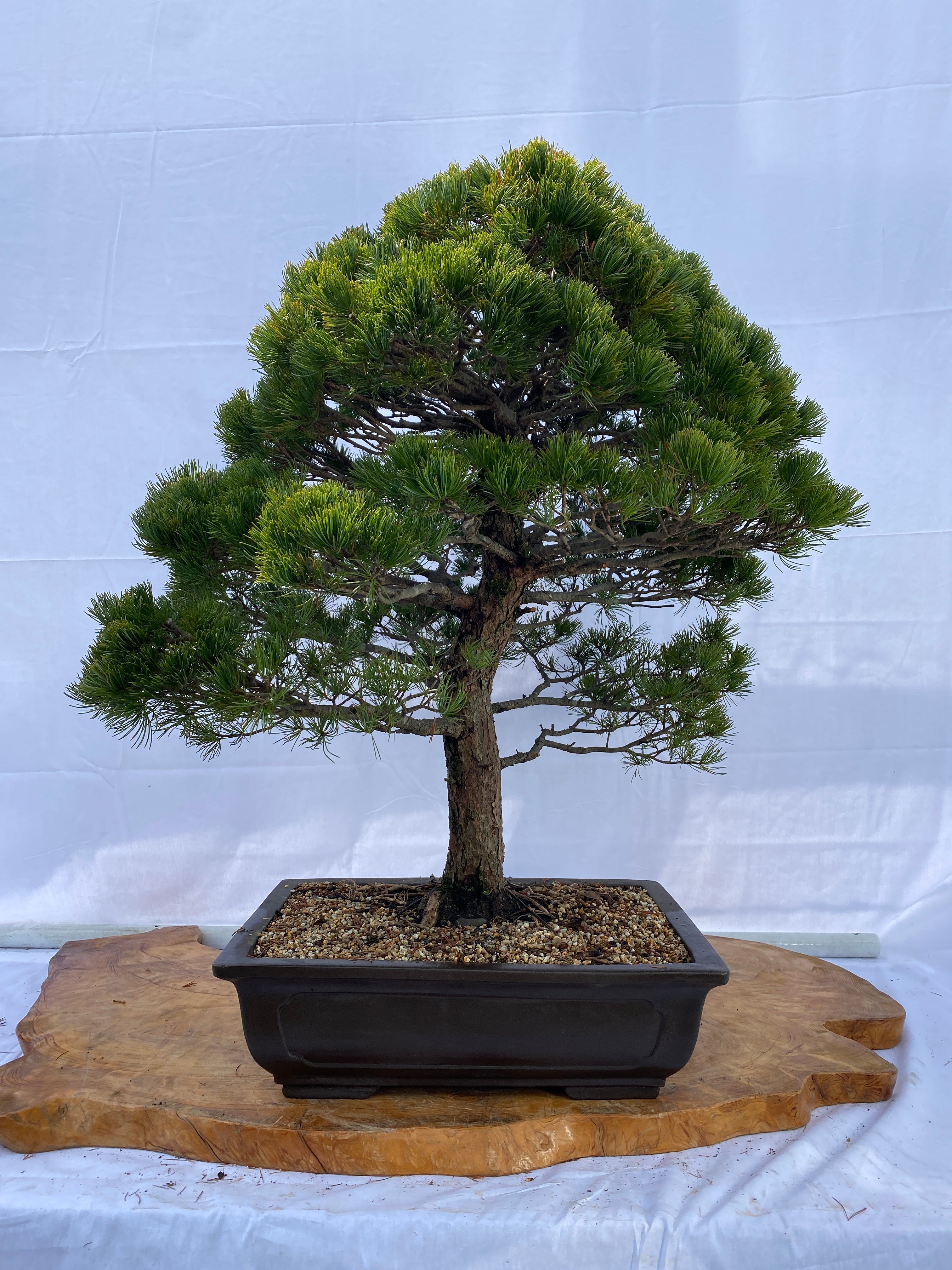 A023.jpg?v=1650441807