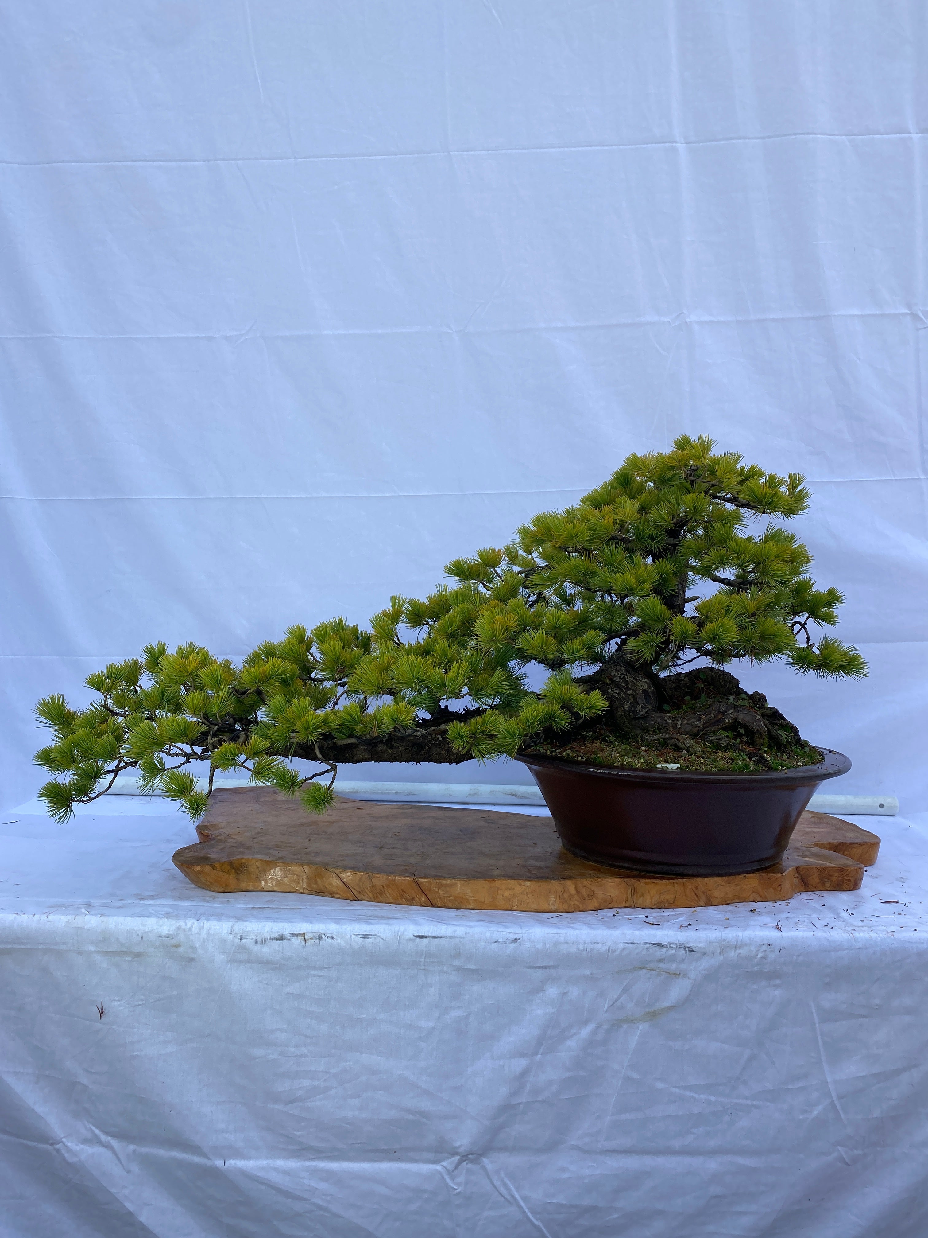 赤石五葉松A031 ※国内配送のみ（日本）