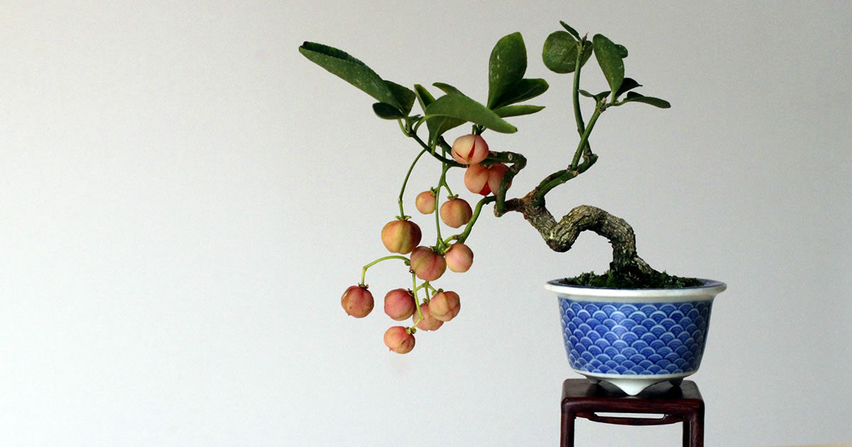 真弓（マユミ）の魅力｜キミのミニ盆栽びより