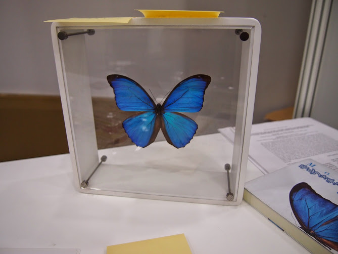モルフォチョウの標本を購入してみたいあなたへ - tsujimotterのノート