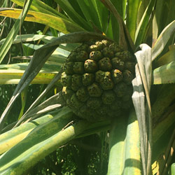 ハワイの植物：Lauhala（ラウハラ）の育て方 - ハワイアン・セレクト