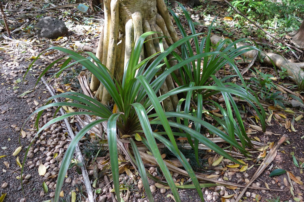 ハワイの植物：Lauhala（ラウハラ）の育て方 - ハワイアン・セレクト