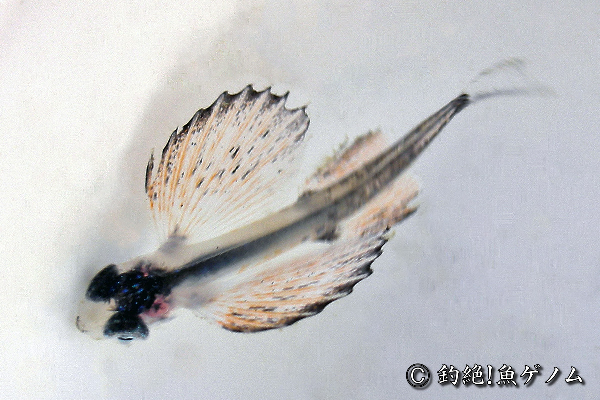 トビウオの稚魚専門 @ 釣絶！魚ゲノム