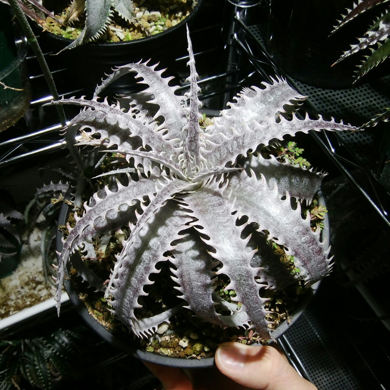 ディッキア成長記録：Dyckia 'Dragon Bone' x marnier-lapostollei