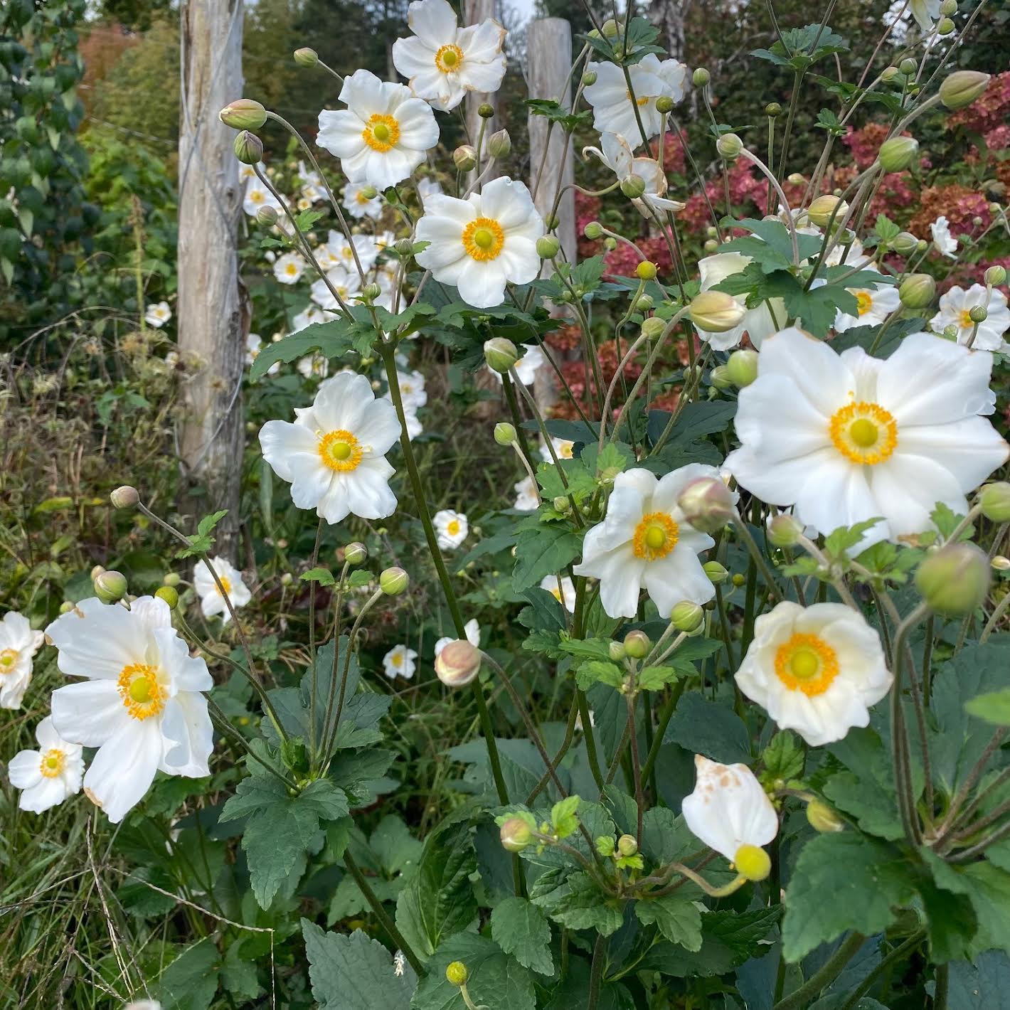 Anemone hupehensis (32) – Farmer Bailey Inc.