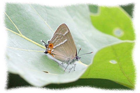 ハヤシミドリシジミ