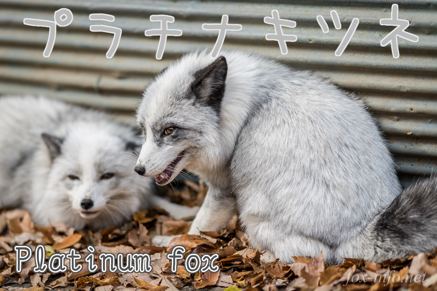 キツネ村の仲間たち！ | キツネ村の紹介 | 宮城蔵王キツネ村