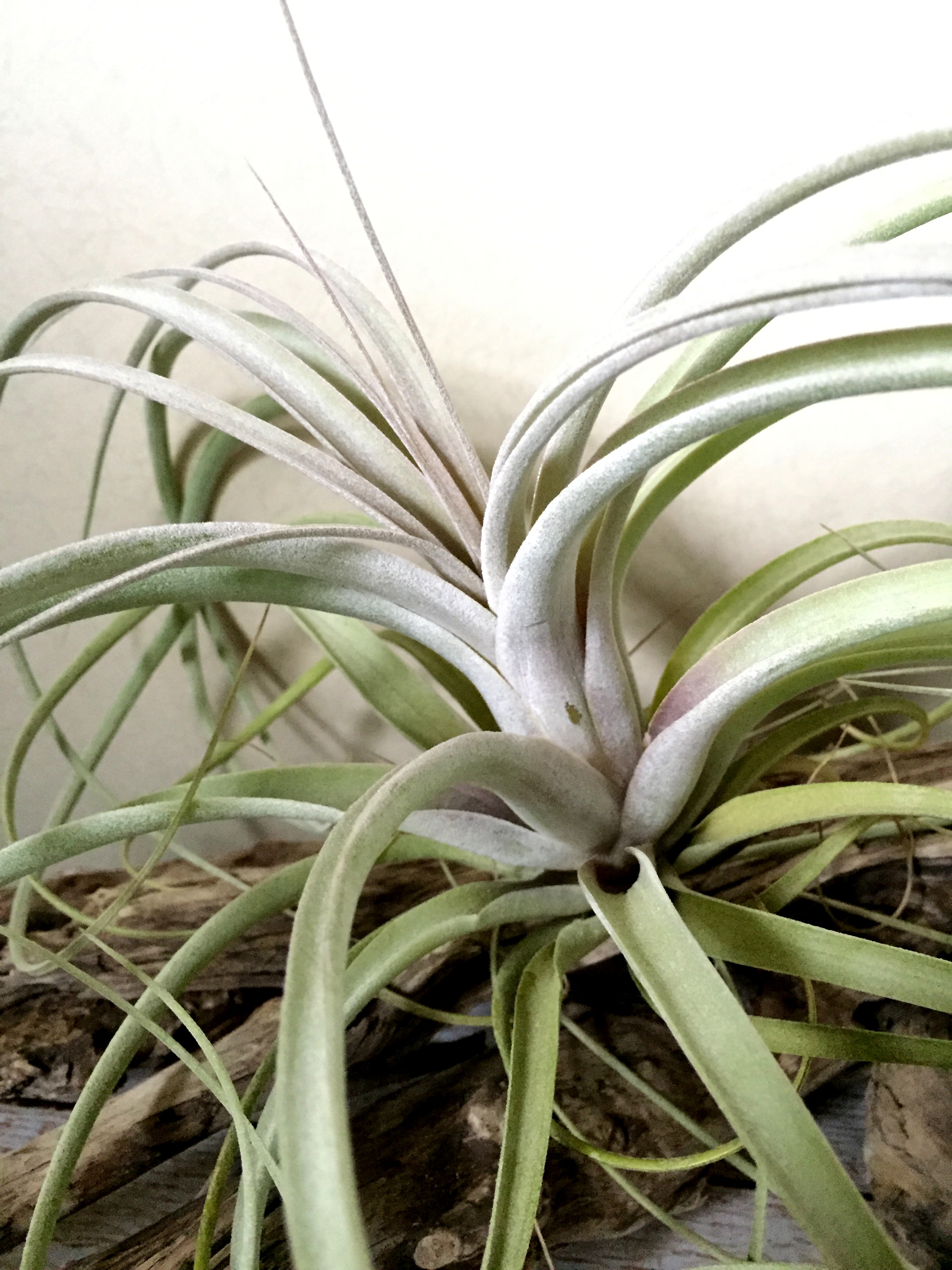 チランジア・クラウニンググローリー T. Crowning Glory (T