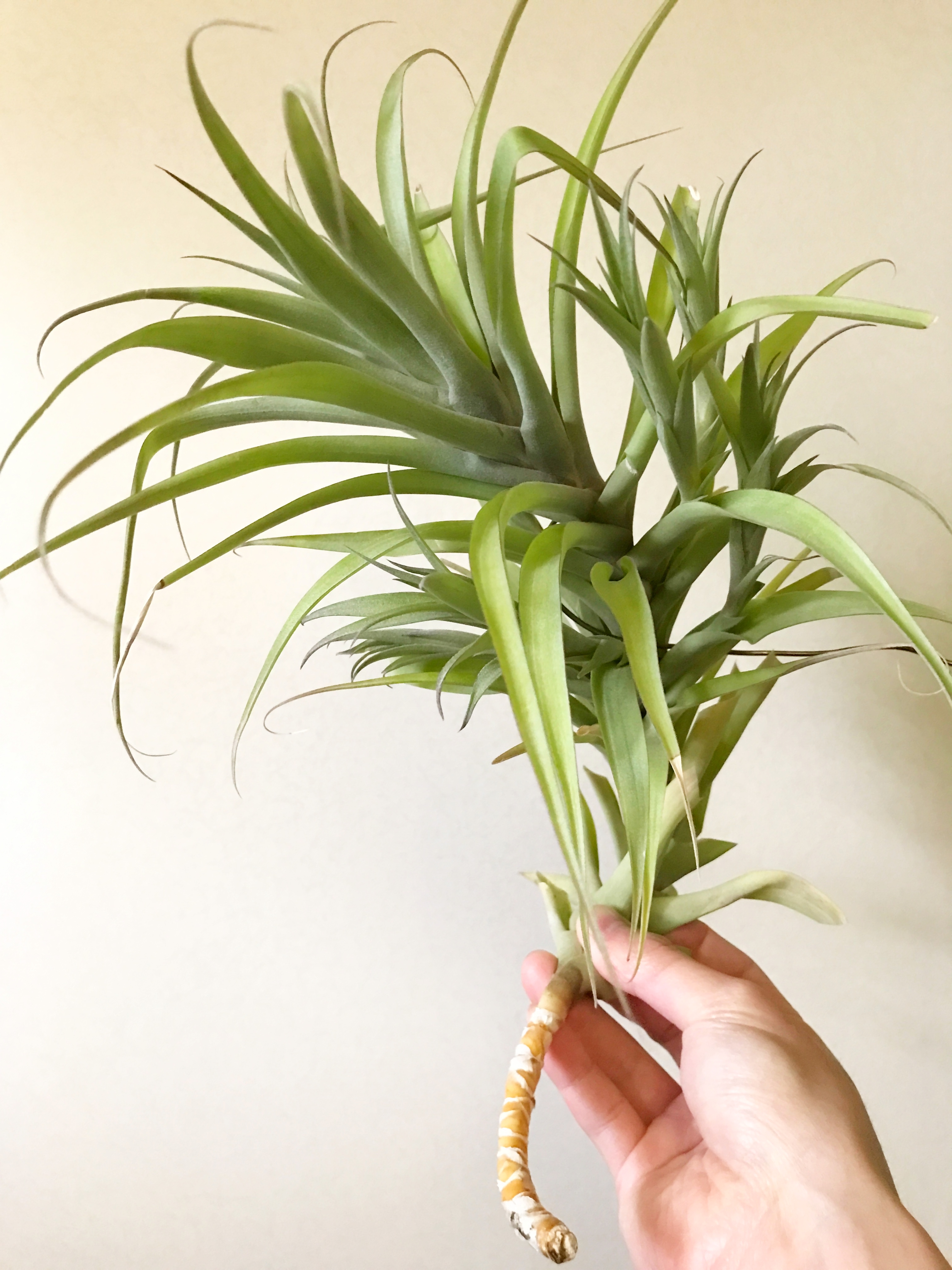 Frontier Plants】オンラインストア5月5日入荷予定のチランジア紹介