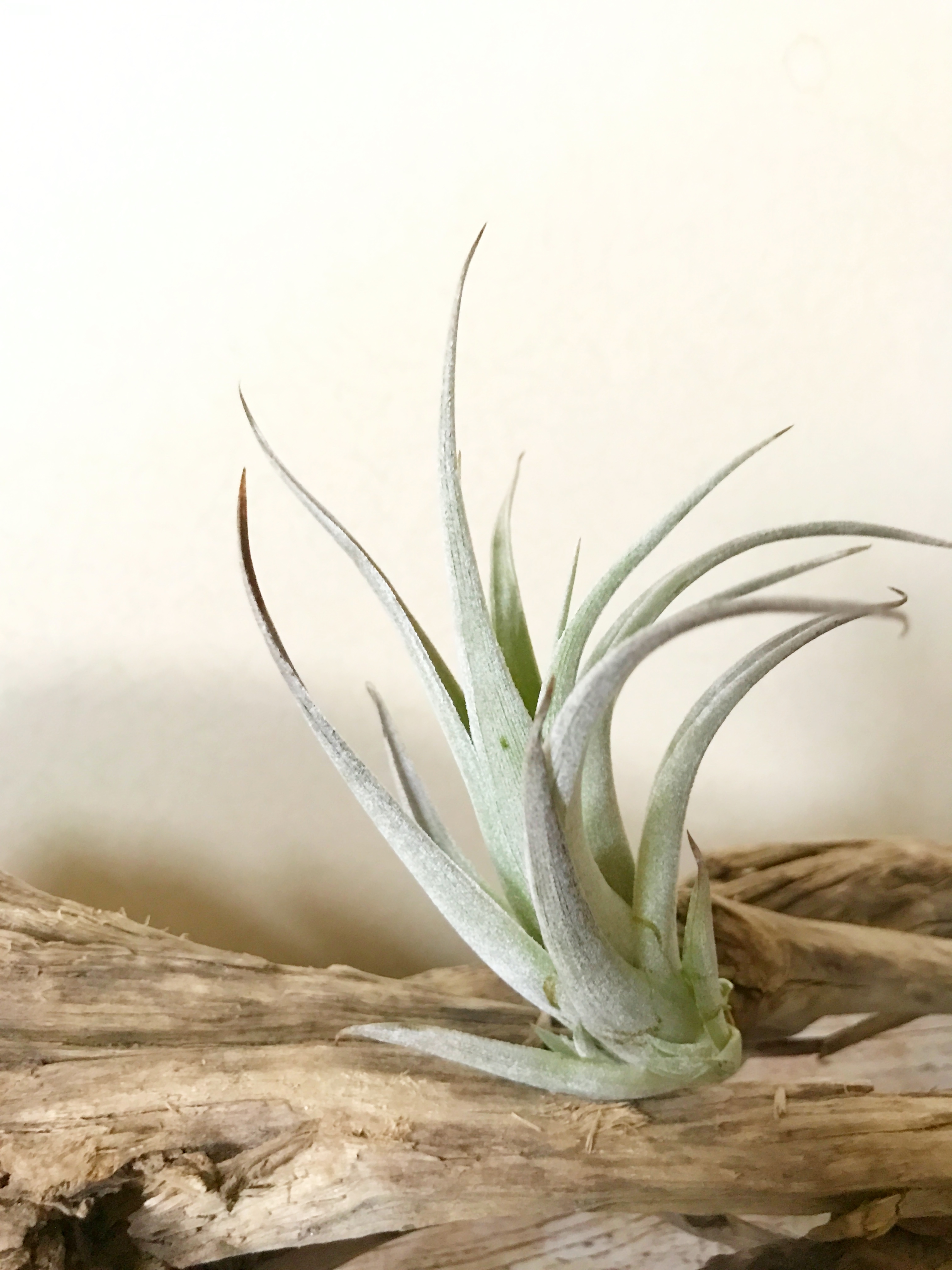 Frontier Plants】オンラインストア5月5日入荷予定のチランジア紹介