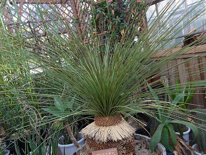 ダシリリオン・ロンギッシマム -Dasylirion longissimum-