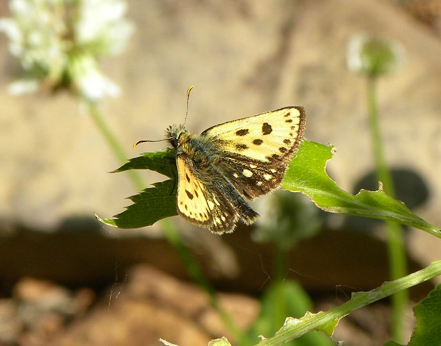 北海道生物図鑑「カラフトタカネキマダラセセリ」