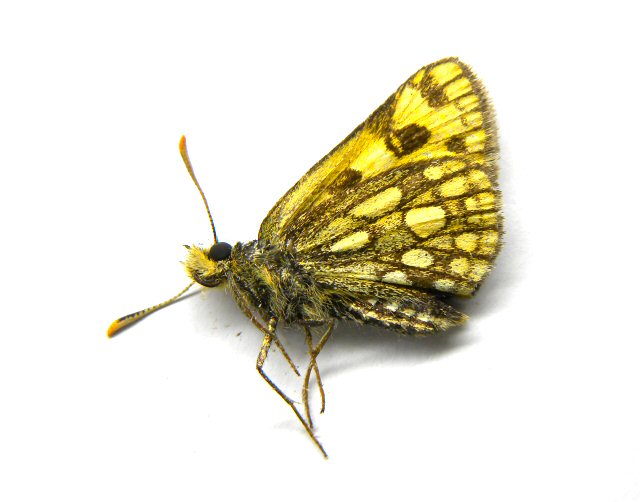 北海道生物図鑑「カラフトタカネキマダラセセリ」