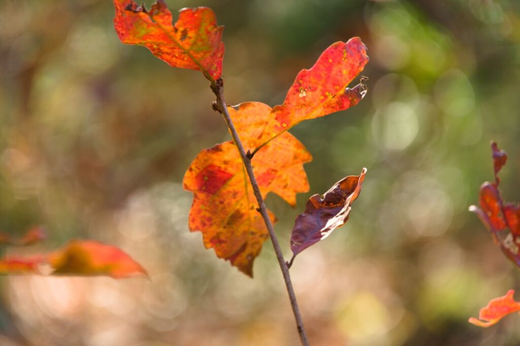残る緑と輝く落ち葉 – 五頭自然郷