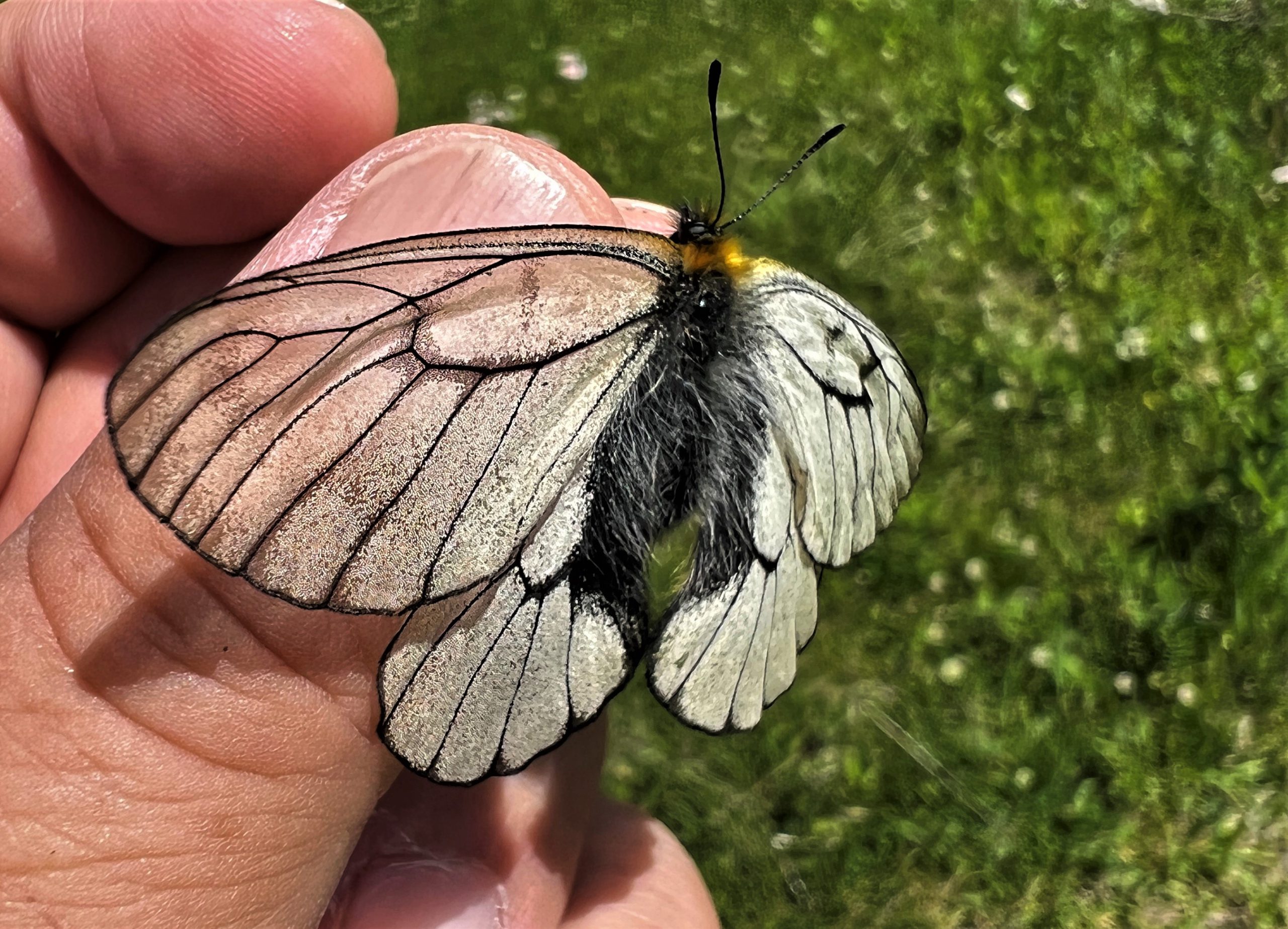 ウスバシロチョウ | GreenBreeze