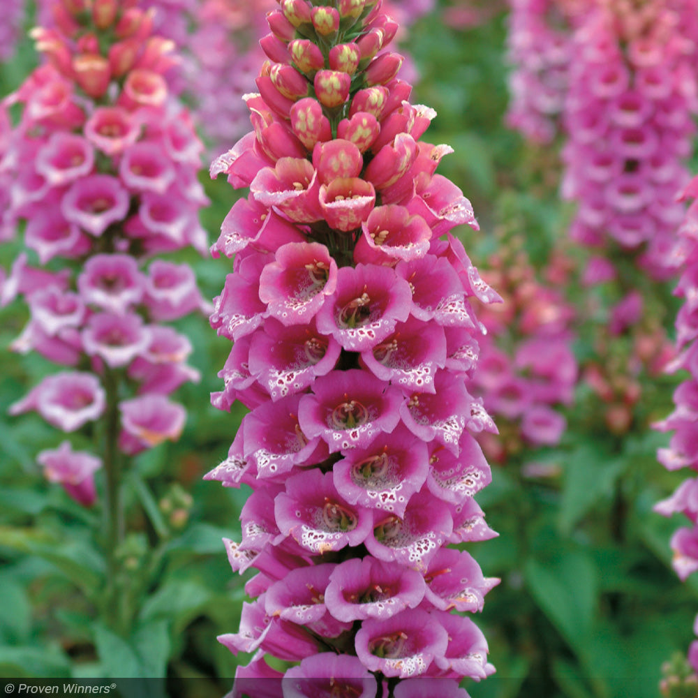Foxglove, Candy Mountain #1 – Greenwood Creek Nursery