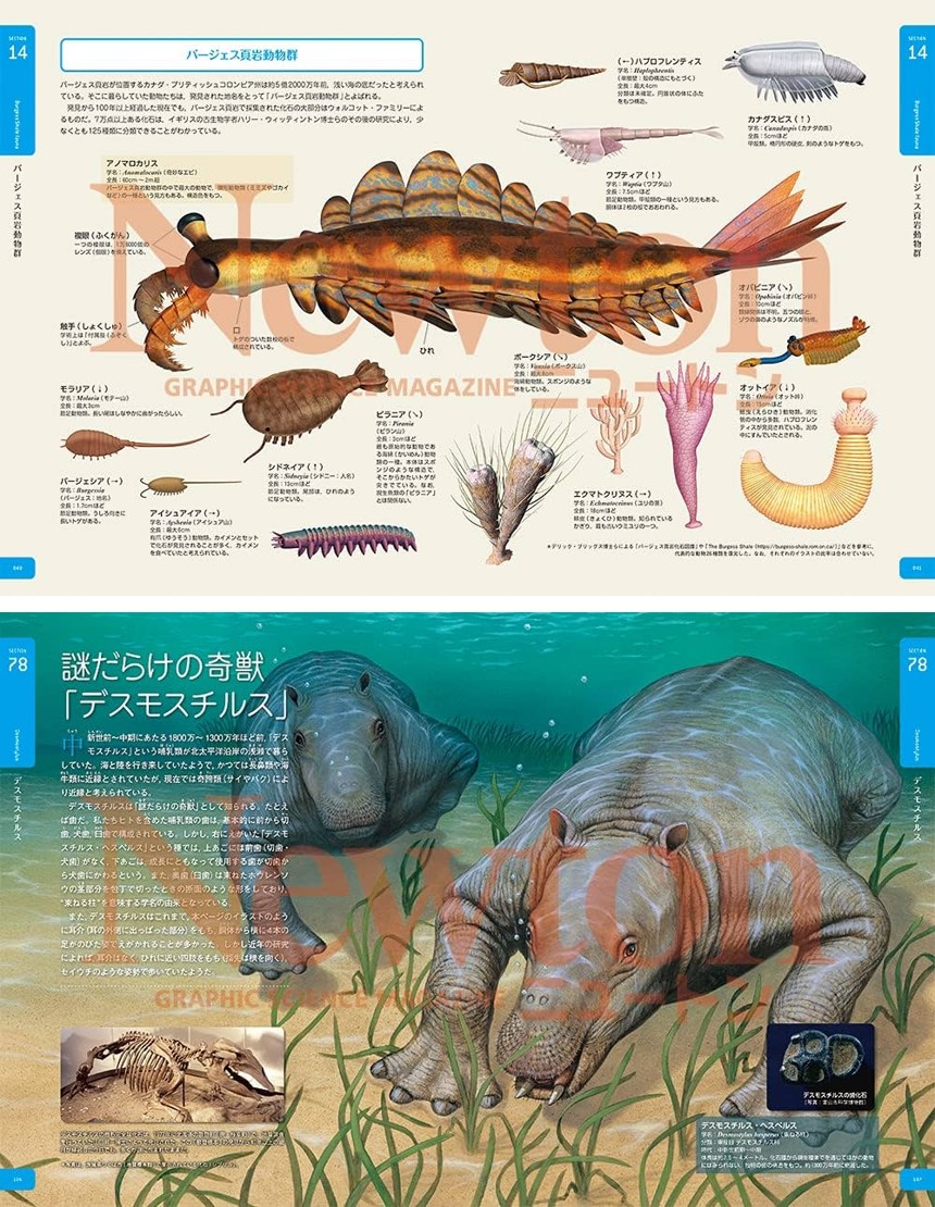 土日値下⭕️ 世界鳥類大図鑑 ネコ・パブリッシング 2009年刊 大判