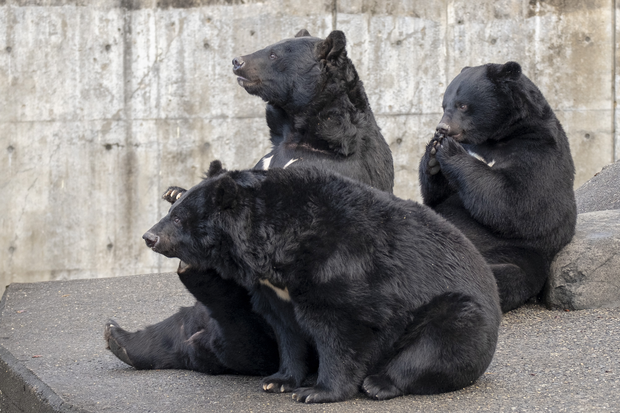 2024年 冬眠見学のお知らせ | くまくま園 公式ホームページ