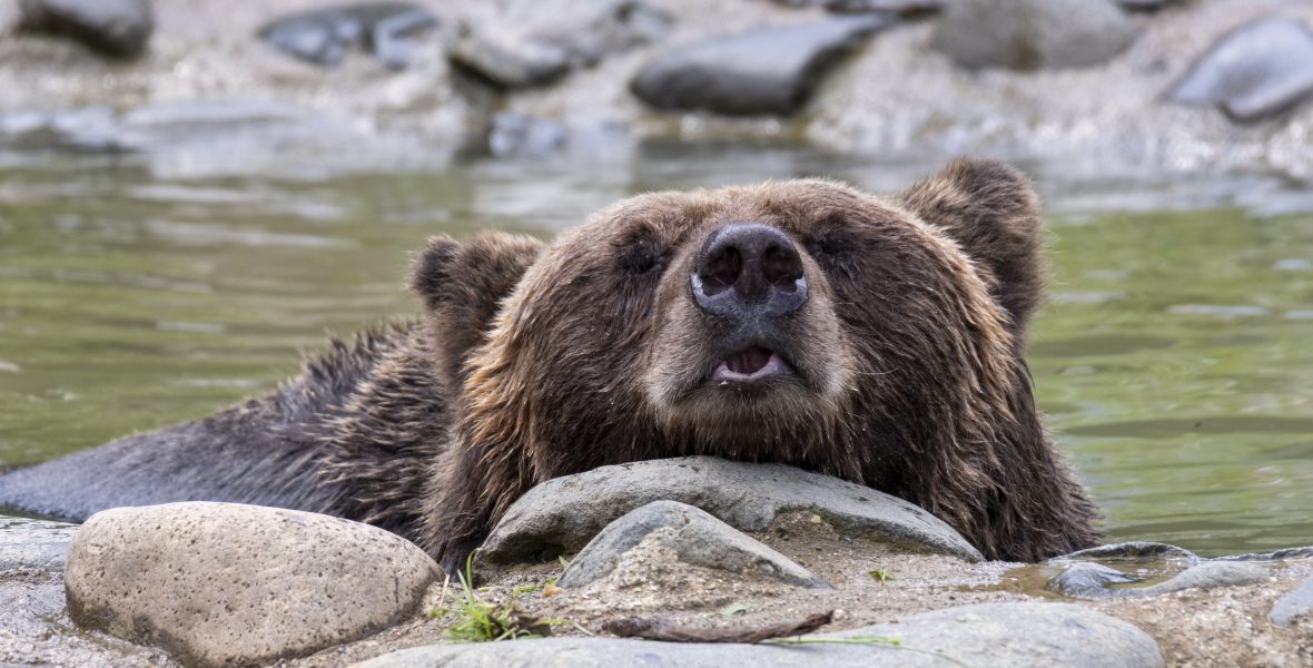 くまくま園 公式ホームページ | くまに会いにいこう。