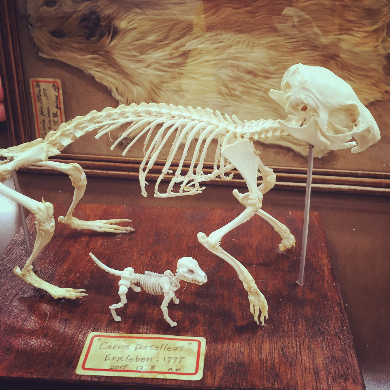 自然の持つ美しい造形を楽しむ 剥製・骨格標本の世界 - はたらくビビビット