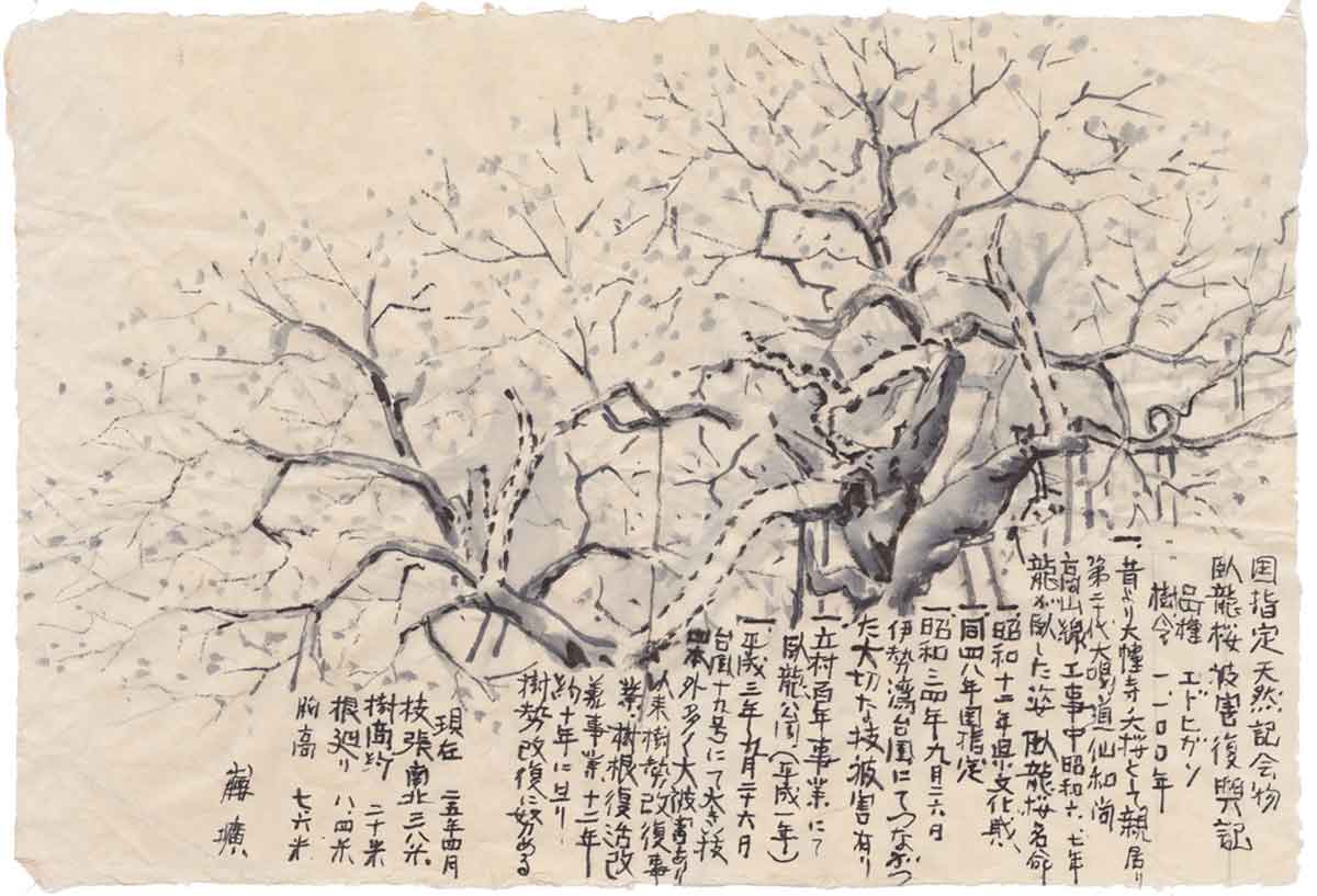 臥龍桜 | 飛騨一之宮観光協会