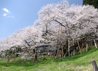 臥龍桜 | 飛騨一之宮観光協会