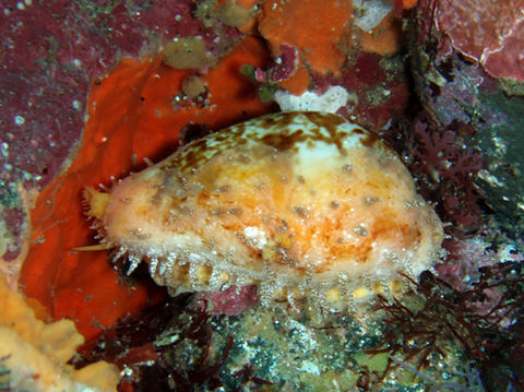 CDI » ニッポンダカラ発見！！